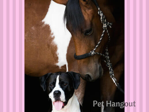 Horse and dog are best leading men.